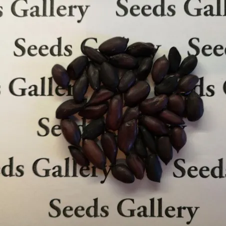 Schwarze Erdnuss Samen (Arachis hypogaea)