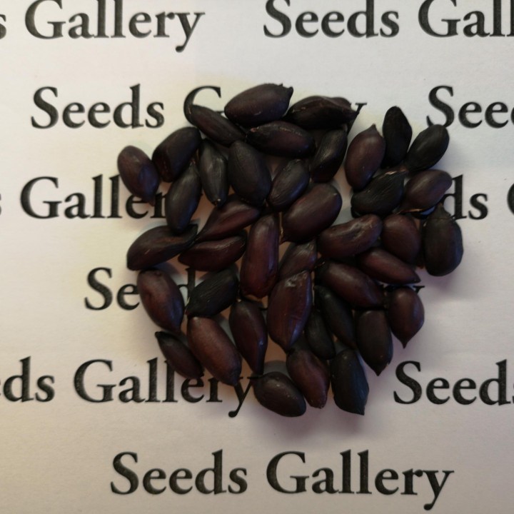Black Peanut Seeds (Arachis hypogaea) - 2.025