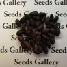 Schwarze Erdnuss Samen (Arachis hypogaea)