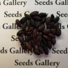 Price: €2.25 - Sementes de Amendoim preto (Arachis hypogaea) - Seeds Gallery