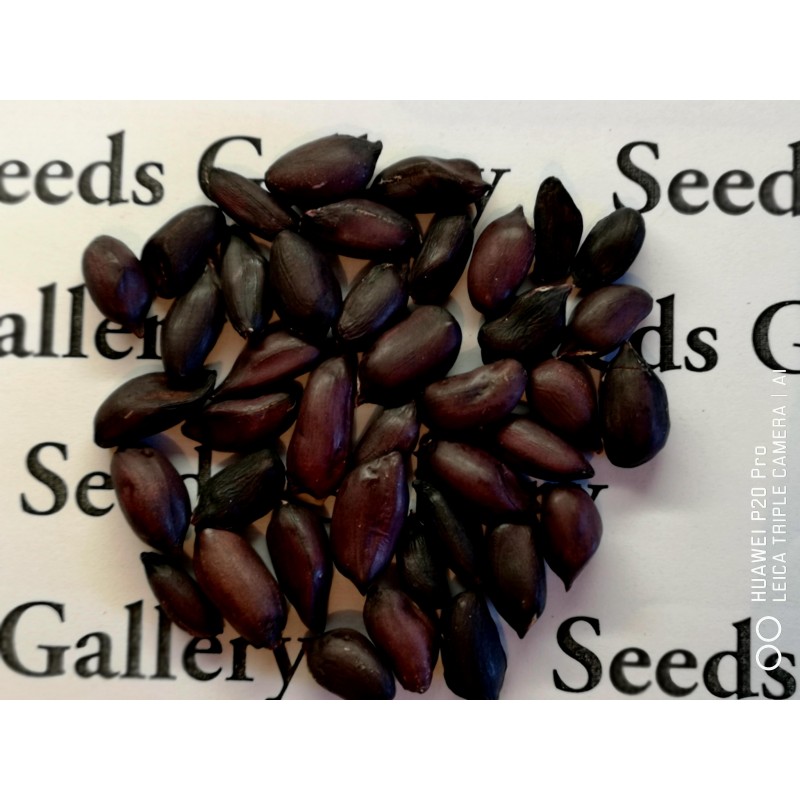 Price: €2.25 - Sementes de Amendoim preto (Arachis hypogaea) - Seeds Gallery