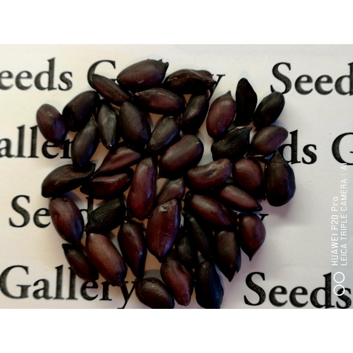 Black Peanut Seeds (Arachis hypogaea) - 2.025