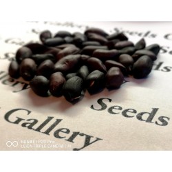 Sementes de Amendoim preto (Arachis hypogaea) 1.95 - 9