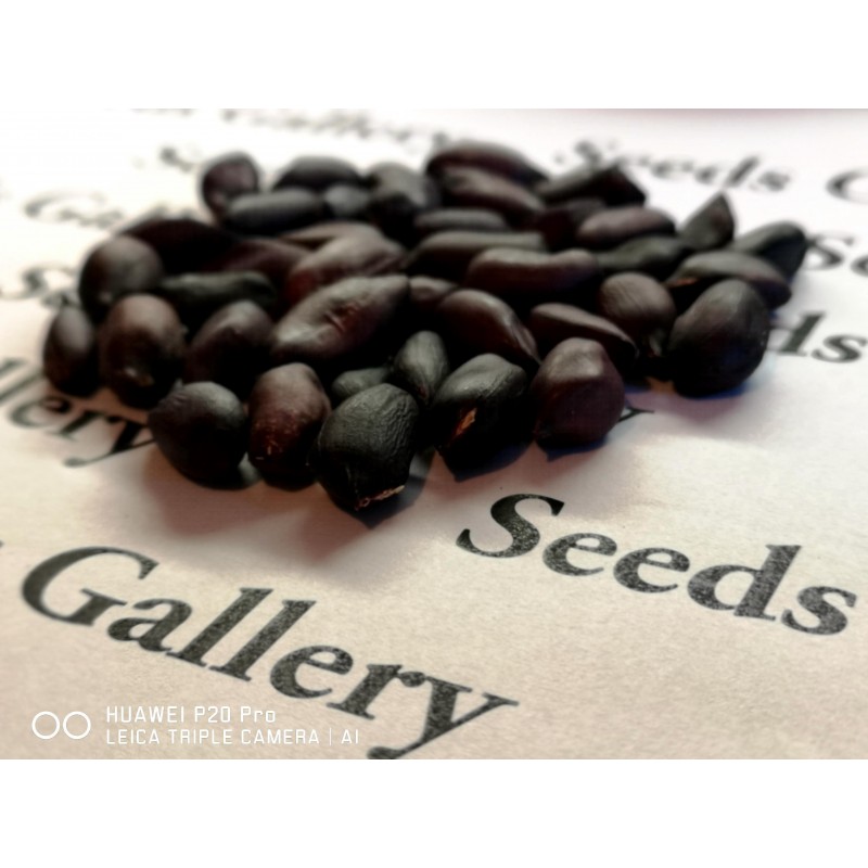 Price: €2.25 - Sementes de Amendoim preto (Arachis hypogaea) - Seeds Gallery