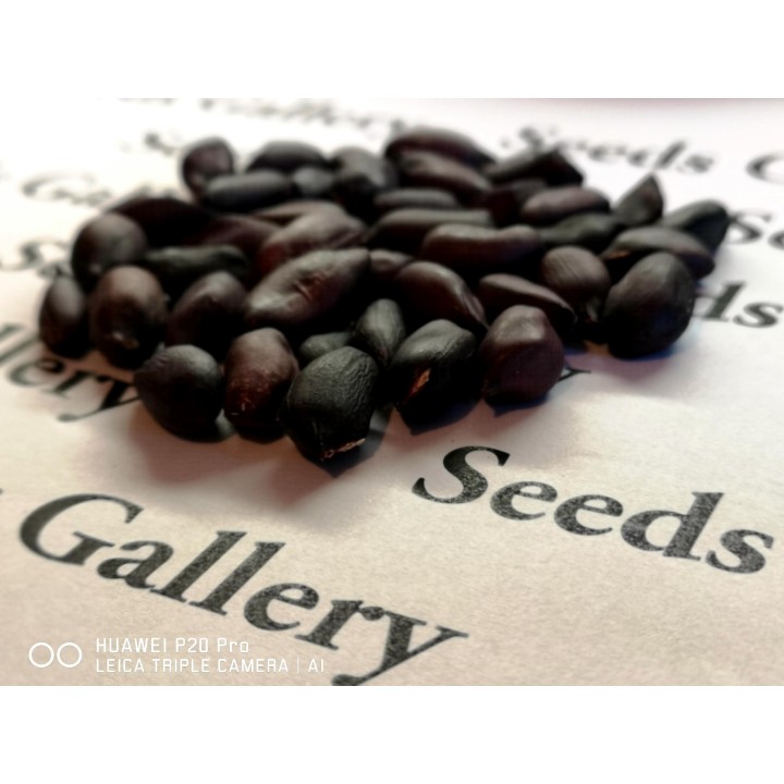 Black Peanut Seeds (Arachis hypogaea) - 2.025