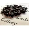 Schwarze Erdnuss Samen (Arachis hypogaea)