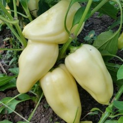 Scharfe Große Weißer Paprika Samen 1.95 - 1