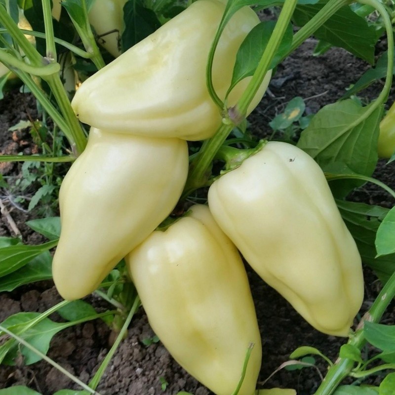 Price: €1.95 - Big Hot White Pepper Seeds - Seeds Gallery