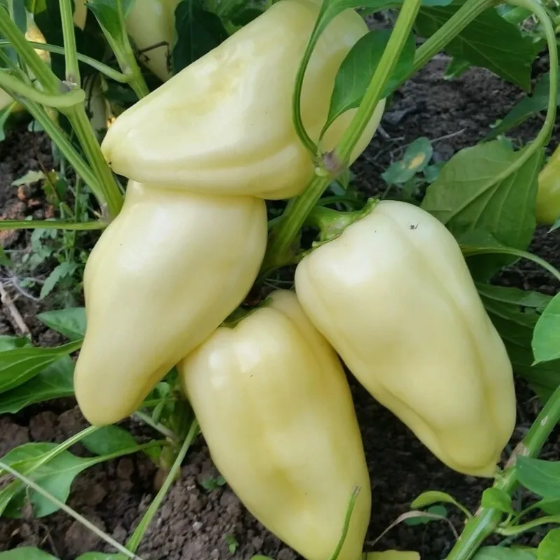 Graines de Poivron Chaud Blanc Grand