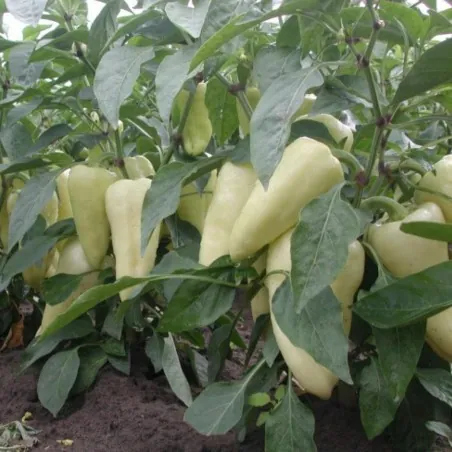 Graines de Poivron Chaud Blanc Grand
