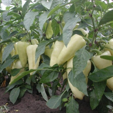 Price: €1.95 - Scharfe Große Weißer Paprika Samen - Seeds Gallery