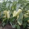 Graines de Poivron Chaud Blanc Grand