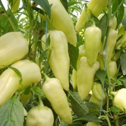 Scharfe Große Weißer Paprika Samen 1.95 - 3