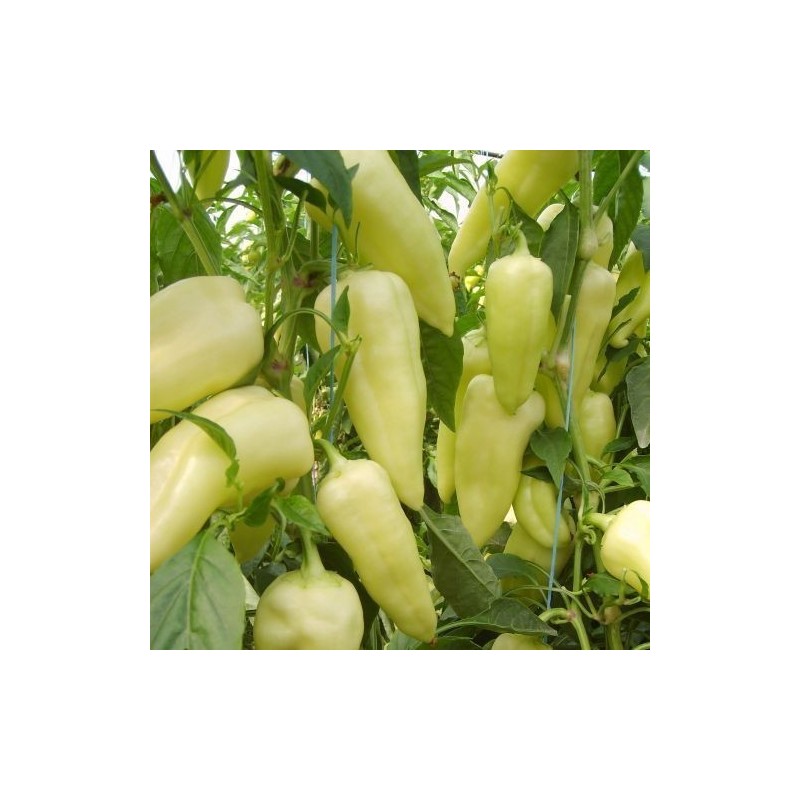 Price: €1.95 - Big Hot White Pepper Seeds - Seeds Gallery