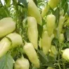 Velika ljuta bela paprika seme