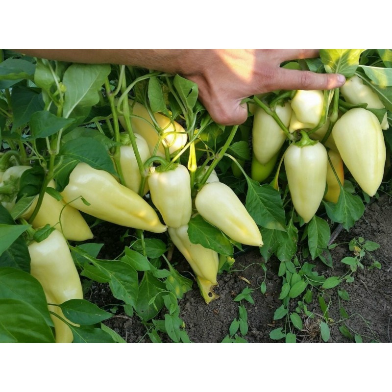 Price: €1.95 - Big Hot White Pepper Seeds - Seeds Gallery