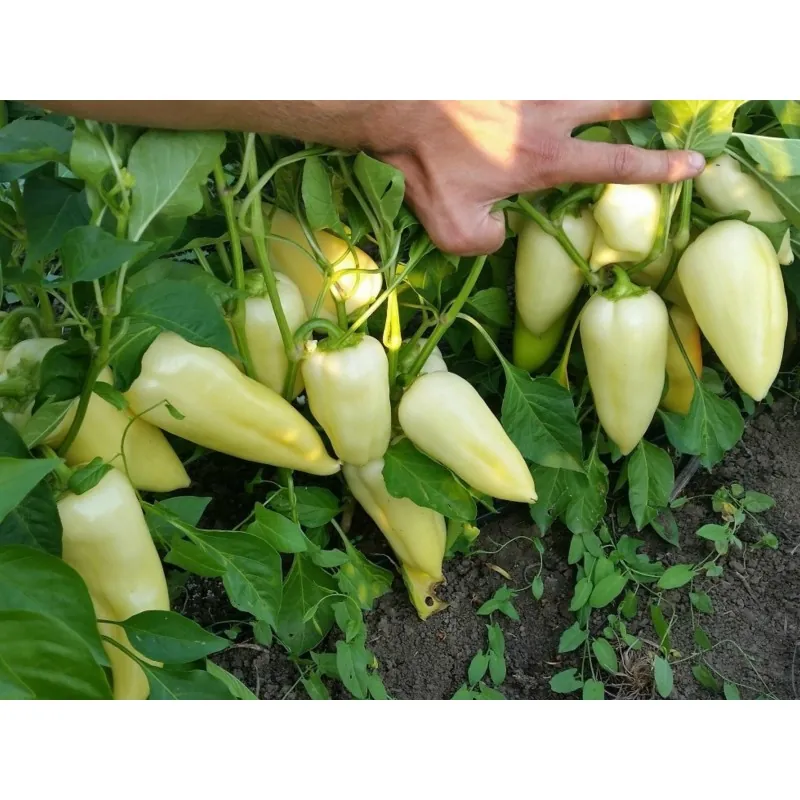 Semillas de Pimiento Picante Blanco Grande