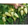 Graines de Poivron Chaud Blanc Grand