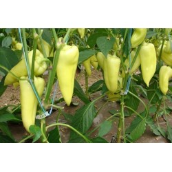 Scharfe Große Weißer Paprika Samen 1.95 - 5