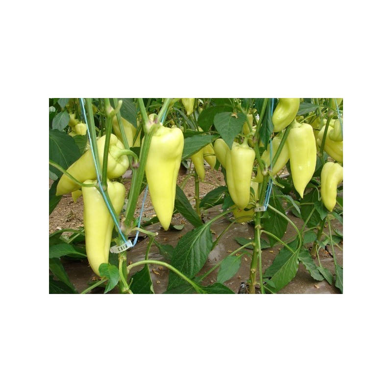 Price: €1.95 - Big Hot White Pepper Seeds - Seeds Gallery