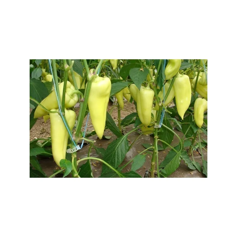 Semillas de Pimiento Picante Blanco Grande