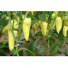 Price: €1.95 - Big Hot White Pepper Seeds - Seeds Gallery