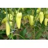 Graines de Poivron Chaud Blanc Grand