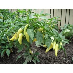 Scharfe Große Weißer Paprika Samen 1.95 - 6