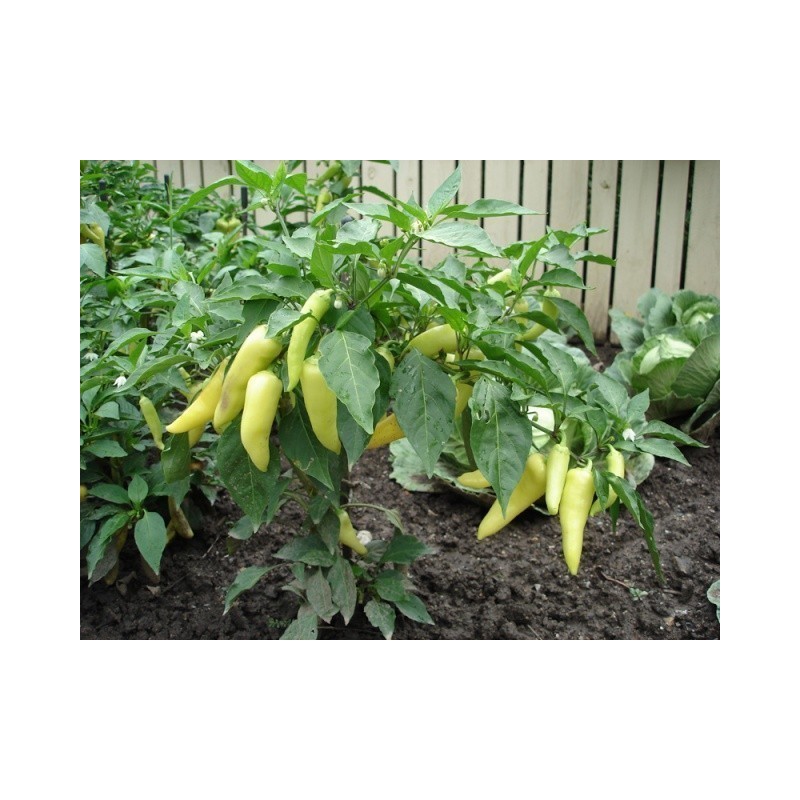 Price: €1.95 - Big Hot White Pepper Seeds - Seeds Gallery
