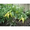 Velika ljuta bela paprika seme