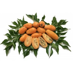 Vilda Papaya Fröer (Jacaratia spinosa) 3 - 5
