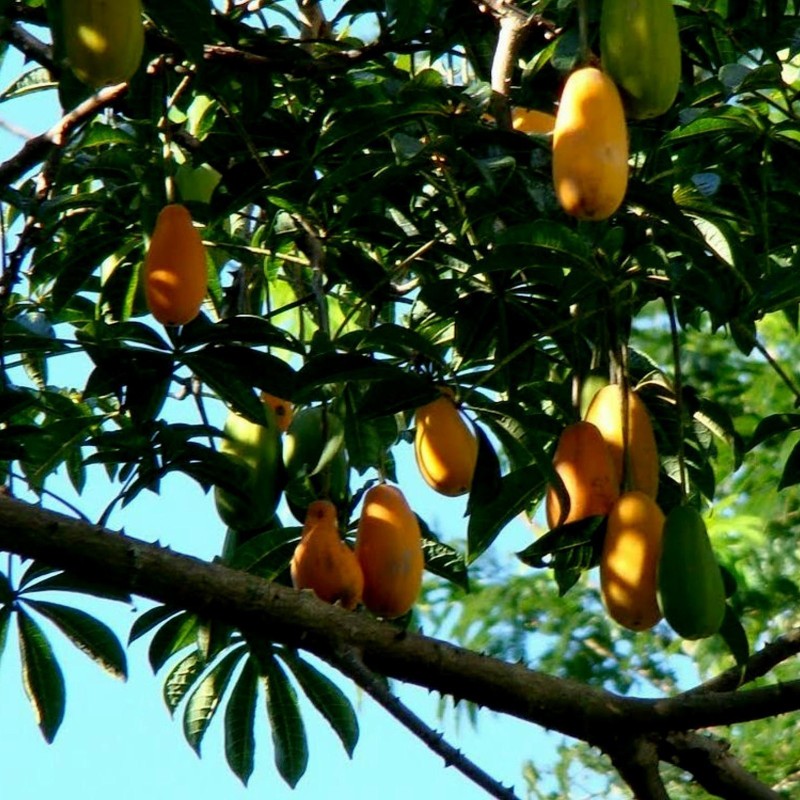 Wilde Papaya Samen (Jacaratia spinose)