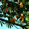 Wilde Papaya Samen (Jacaratia spinose)