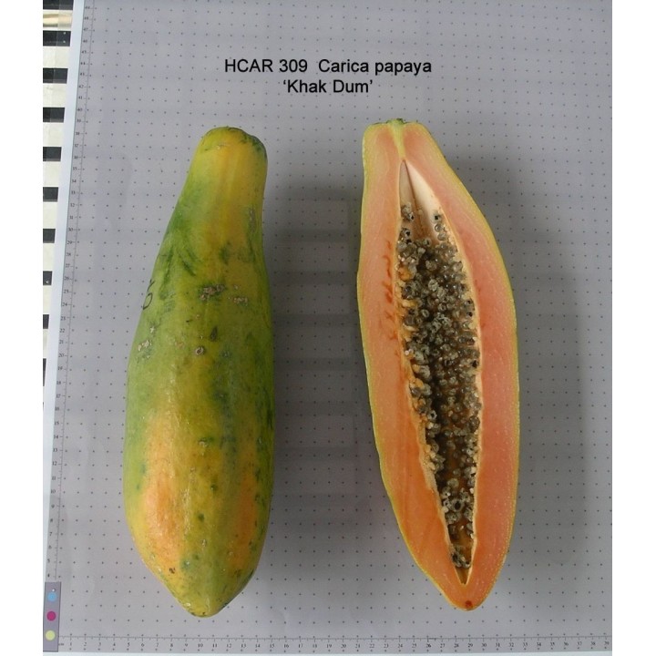 Dwarf Long Papaya Seeds KAK DUM Variety - 2.475
