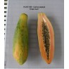 Price: €2.75 - Semi di Lunga papaia Nano "KAK DUM" (Carica papaya) - 