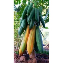 Sementes de Anão Mamão Longo "KAK DUM" (Carica Papaya) 3 - 4