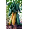 Price: €2.75 - Semi di Lunga papaia Nano "KAK DUM" (Carica papaya) - 