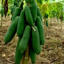 Zwerg "KAK DUM" Lange Papaya Samen (Carica papaya) 3 - 2