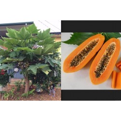 Patuljasta "KAK DUM" Dugacka Papaja Seme (Carica papaya) 3 - 5