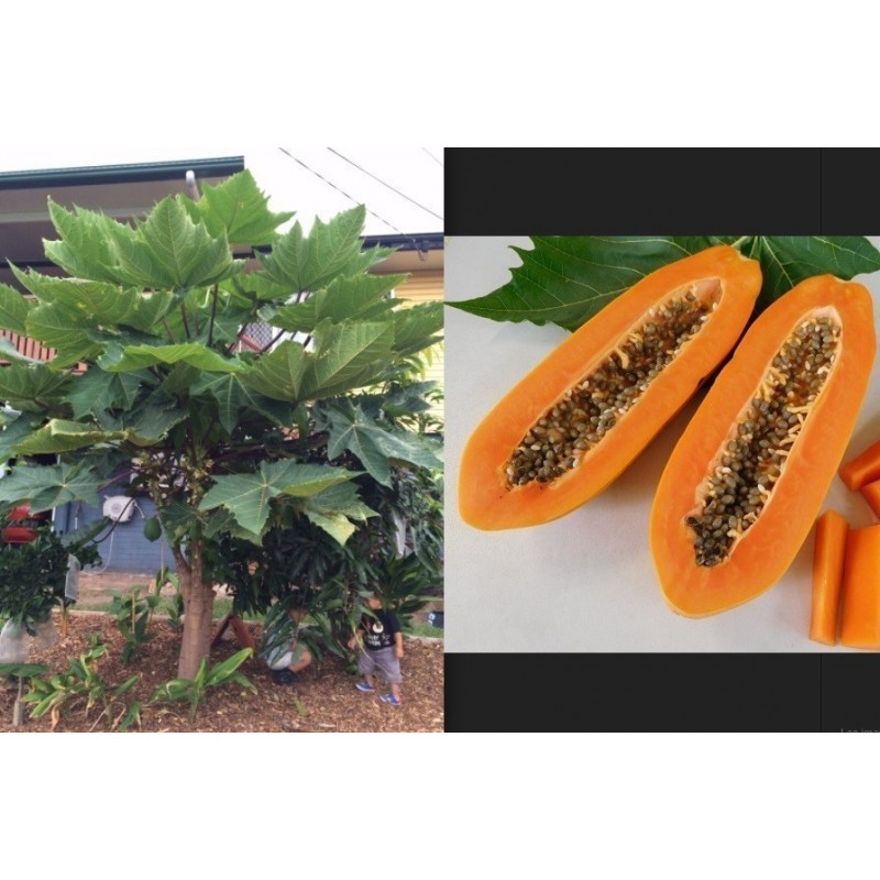Price: €2.75 - Semi di Lunga papaia Nano "KAK DUM" (Carica papaya) - 