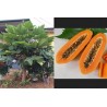 Price: €2.75 - Semi di Lunga papaia Nano "KAK DUM" (Carica papaya) - 