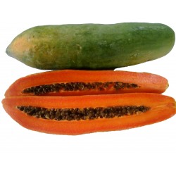Sementes de Anão Mamão Longo "KAK DUM" (Carica Papaya) 3 - 6