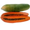 Price: €2.75 - Semi di Lunga papaia Nano "KAK DUM" (Carica papaya) - 