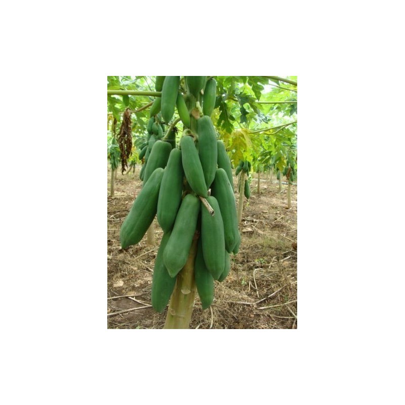 Price: €2.75 - Semi di Lunga papaia Nano "KAK DUM" (Carica papaya) - 
