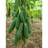 Price: €2.75 - Semi di Lunga papaia Nano "KAK DUM" (Carica papaya) - 