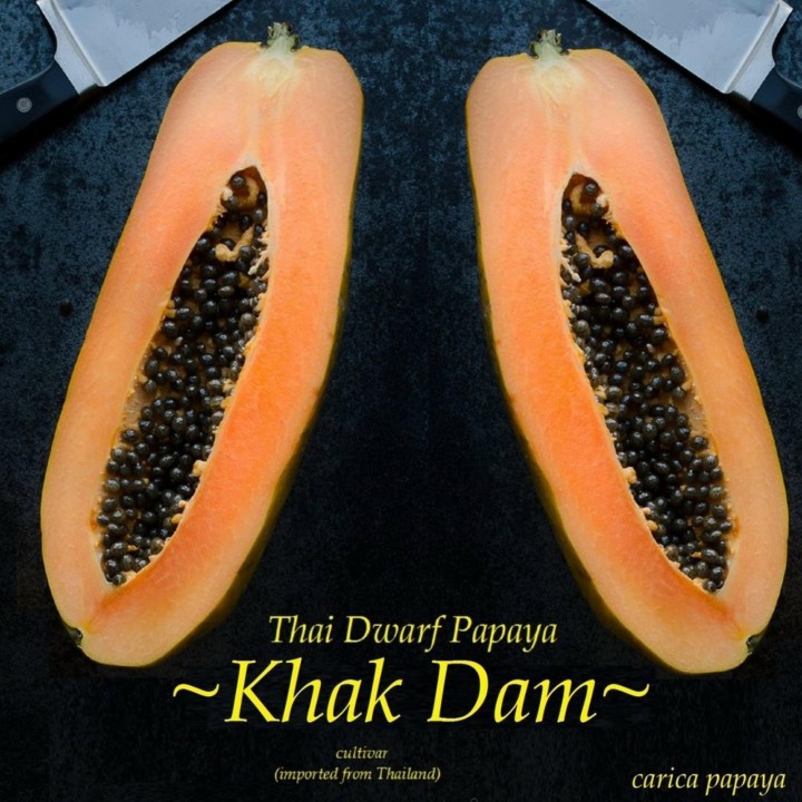 Dwarf Long Papaya Seeds KAK DUM Variety - 2.475