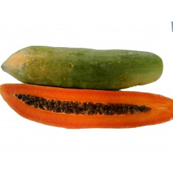 Zwerg "KAK DUM" Lange Papaya Samen (Carica papaya) 3 - 8
