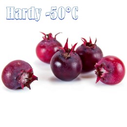 CANADIAN SERVICEBERRY Seeds (Amelanchier Canadensis) - 1.755