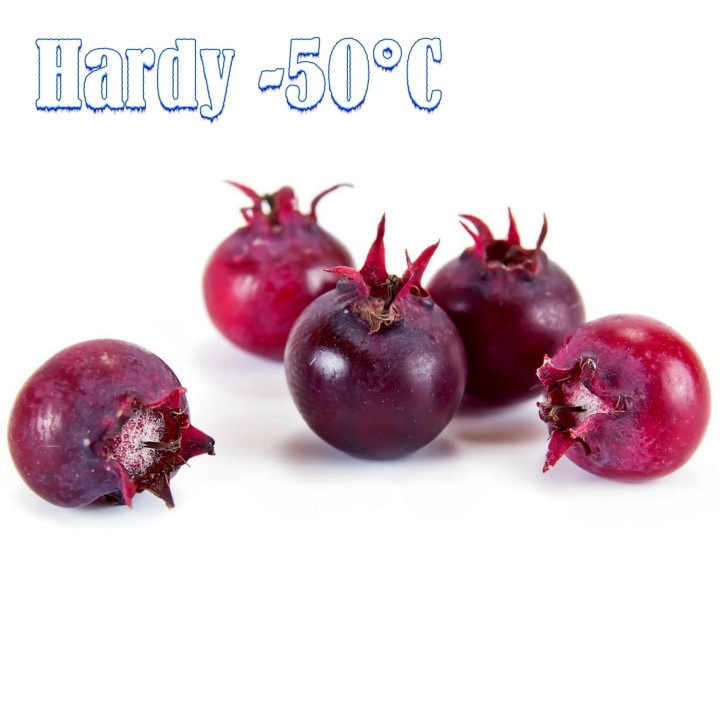 CANADIAN SERVICEBERRY Seeds (Amelanchier Canadensis) - 1.755