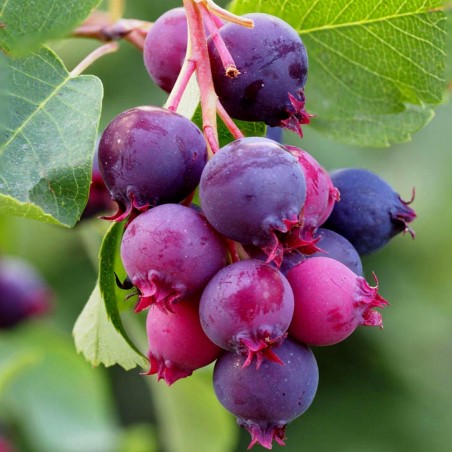 Semillas de GUILLOMO DEL CANADÁ (Amelanchier canadensis)